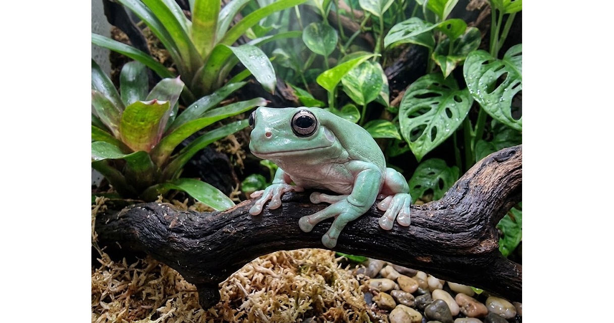 Frog Care Sheet