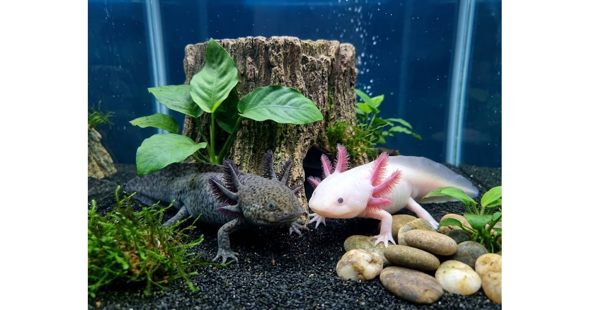 Axolotl Care Sheet