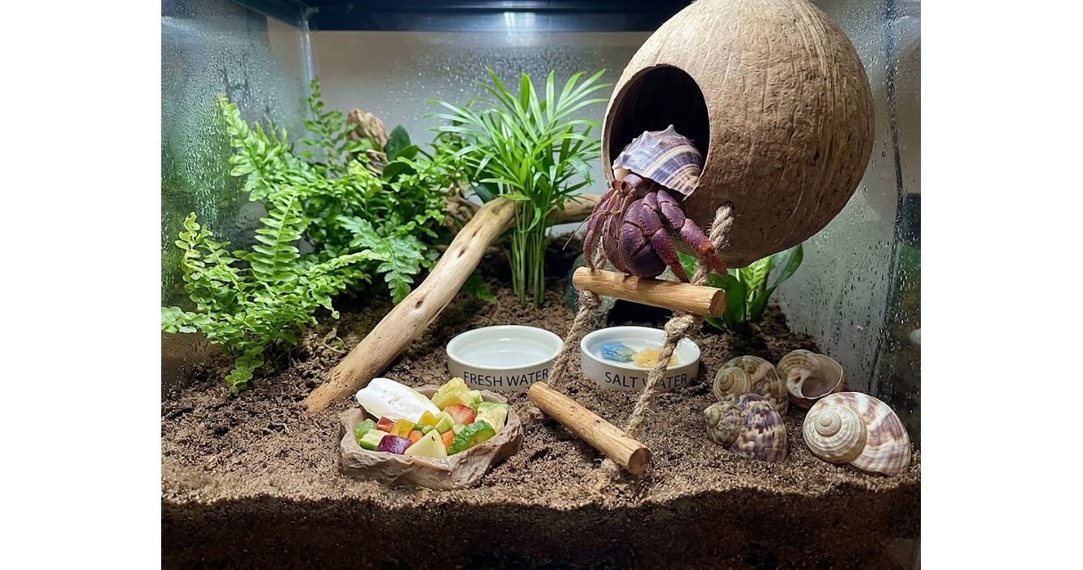 Hermit Crab Care Sheet