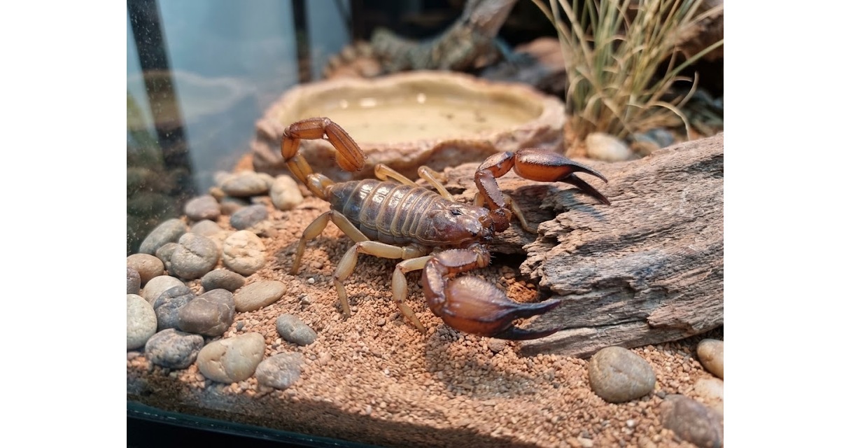 Scorpion Care Sheet
