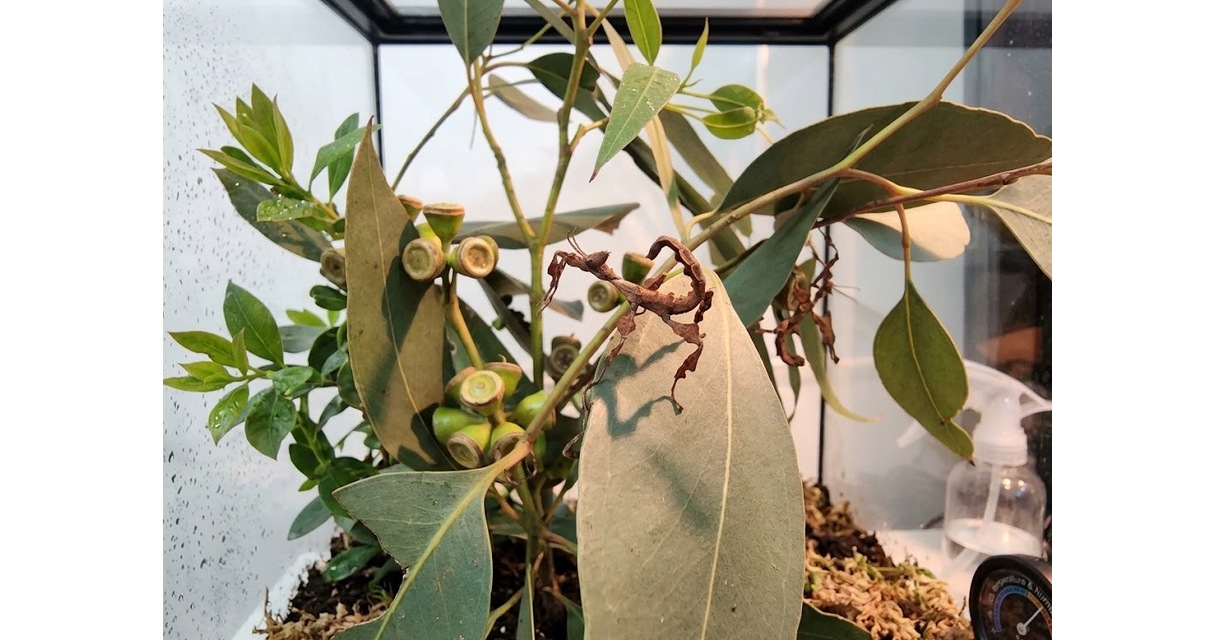 Stick Insect Care