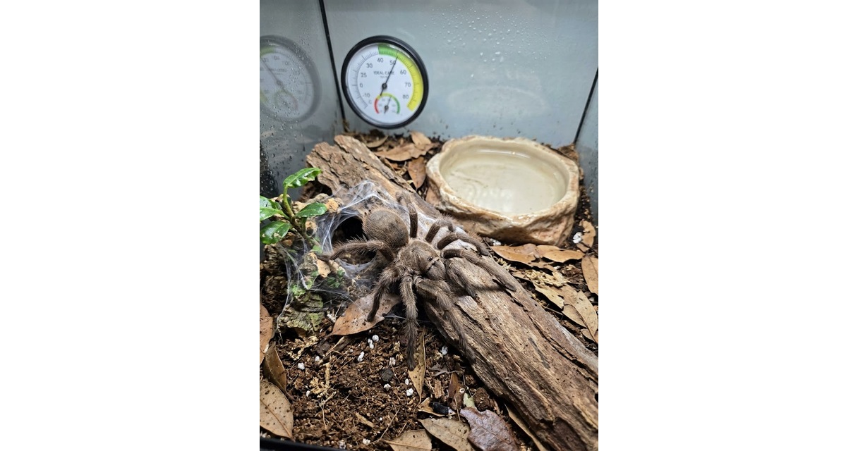 Australian Tarantula Care Sheet
