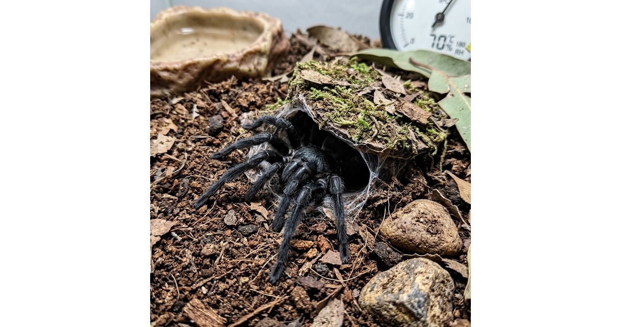 Trap Door Spider Care Sheet