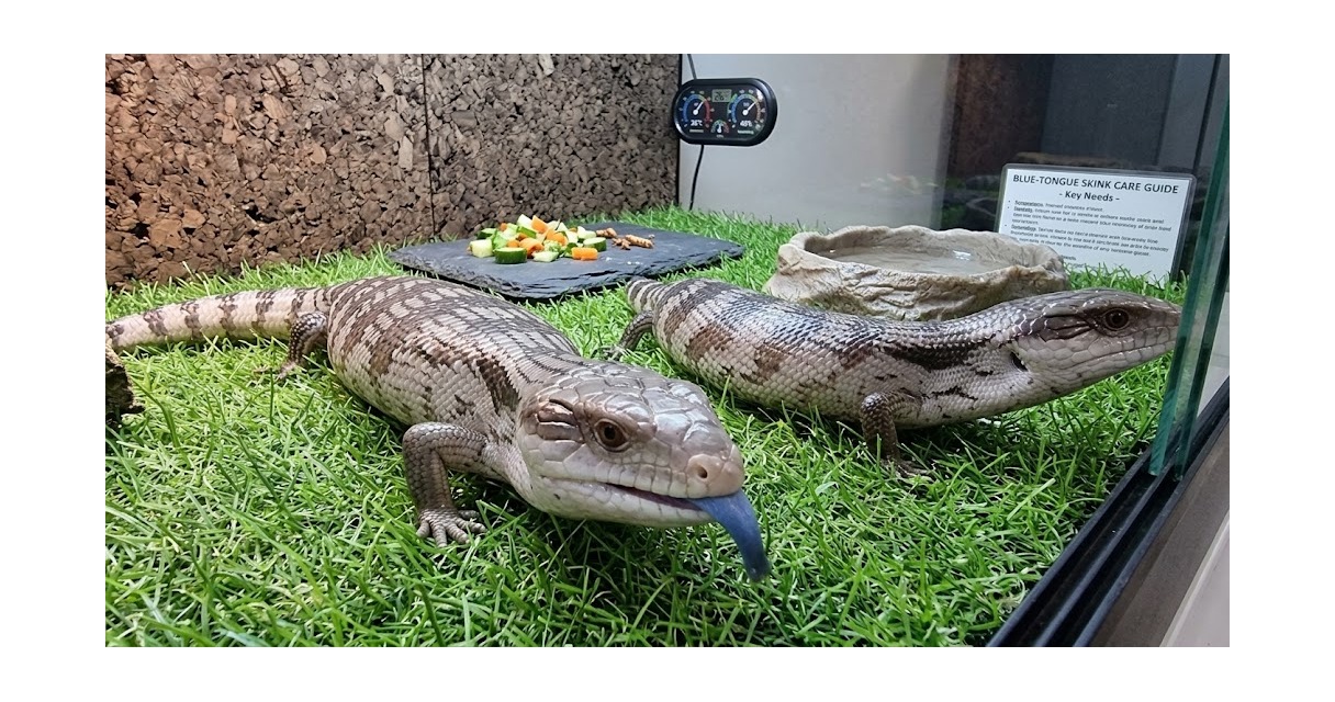 Blue Tongue Care Sheet