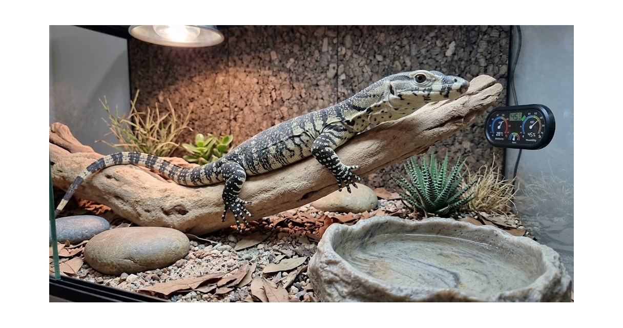Lace Monitor Care Sheet
