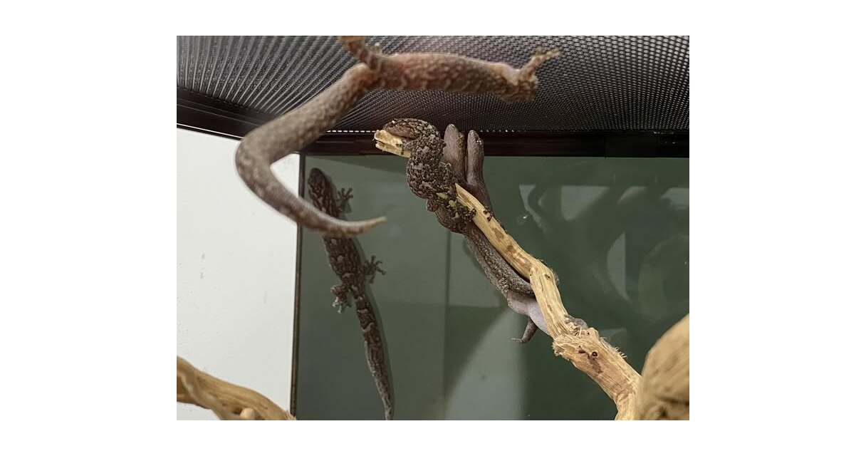 Marbled Gecko Care Sheet