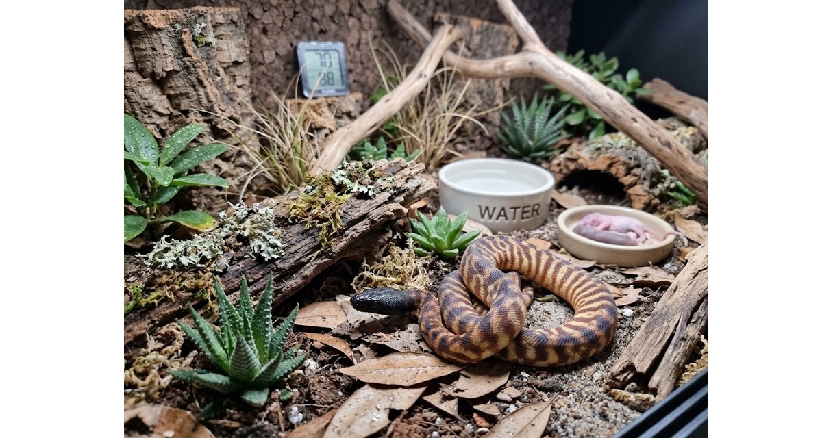 Python Hatchling Care Sheet