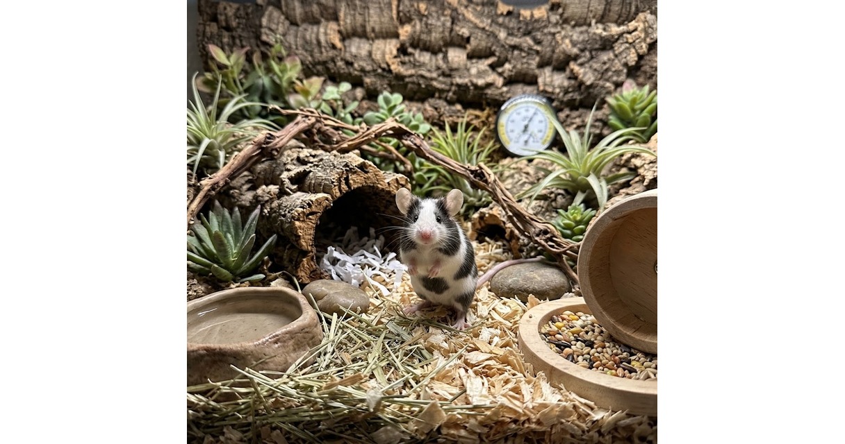 Pet Mouse Care Sheet