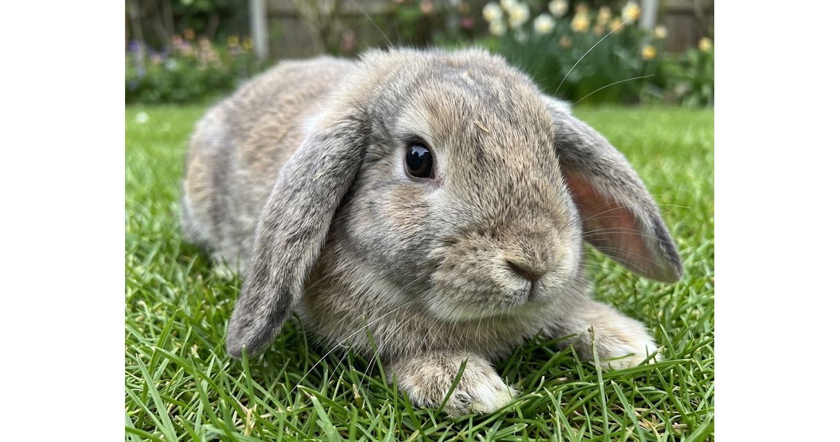 Rabbit Care Sheet