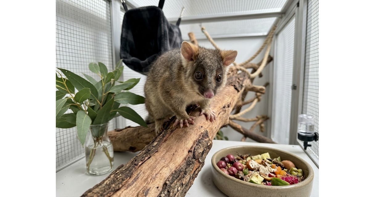 Ringtail Possum Care Sheet