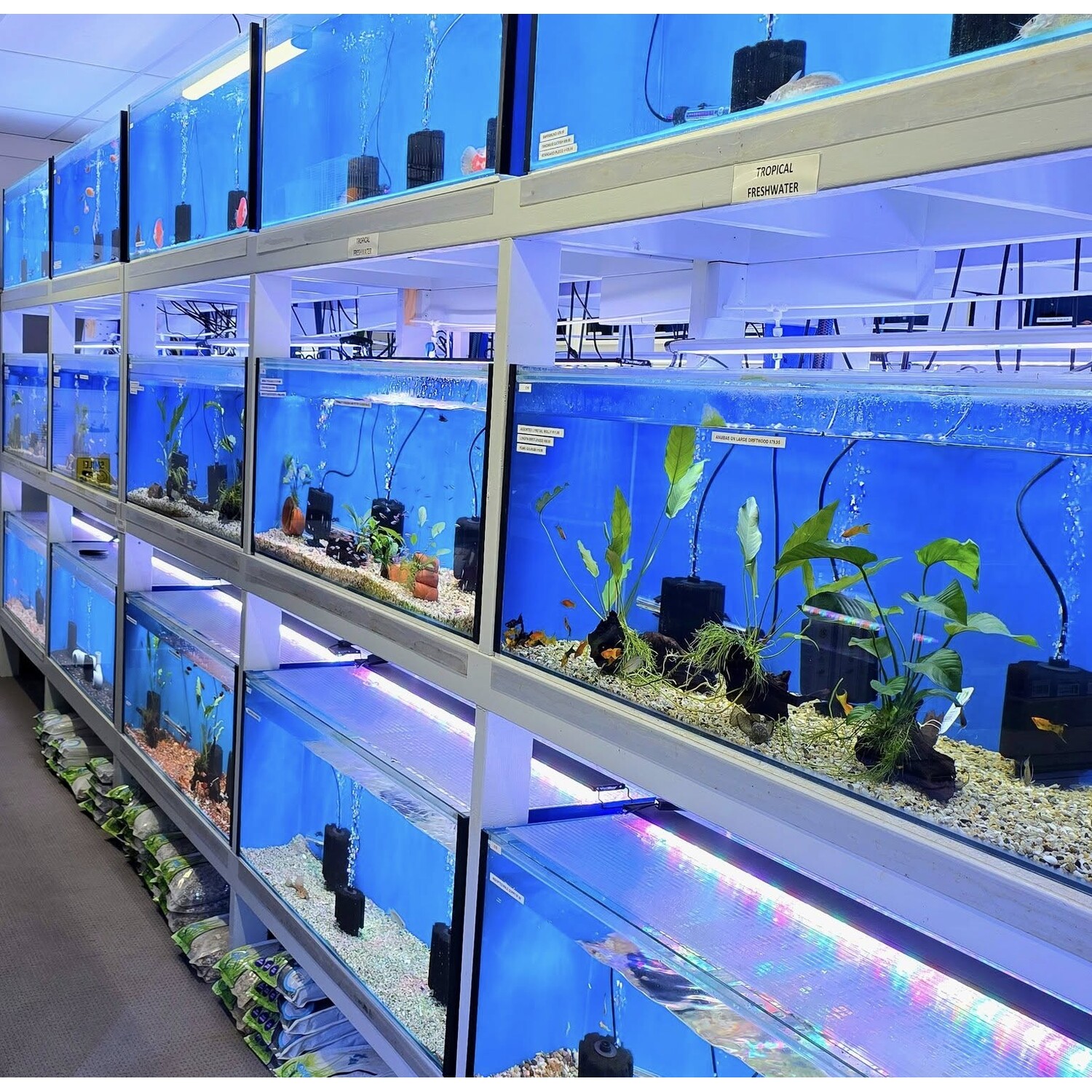 5 Fishkeeping Must-Haves for Newbies